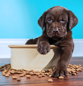 Pet Network International Expands with Acquisition of Pet Republic Group